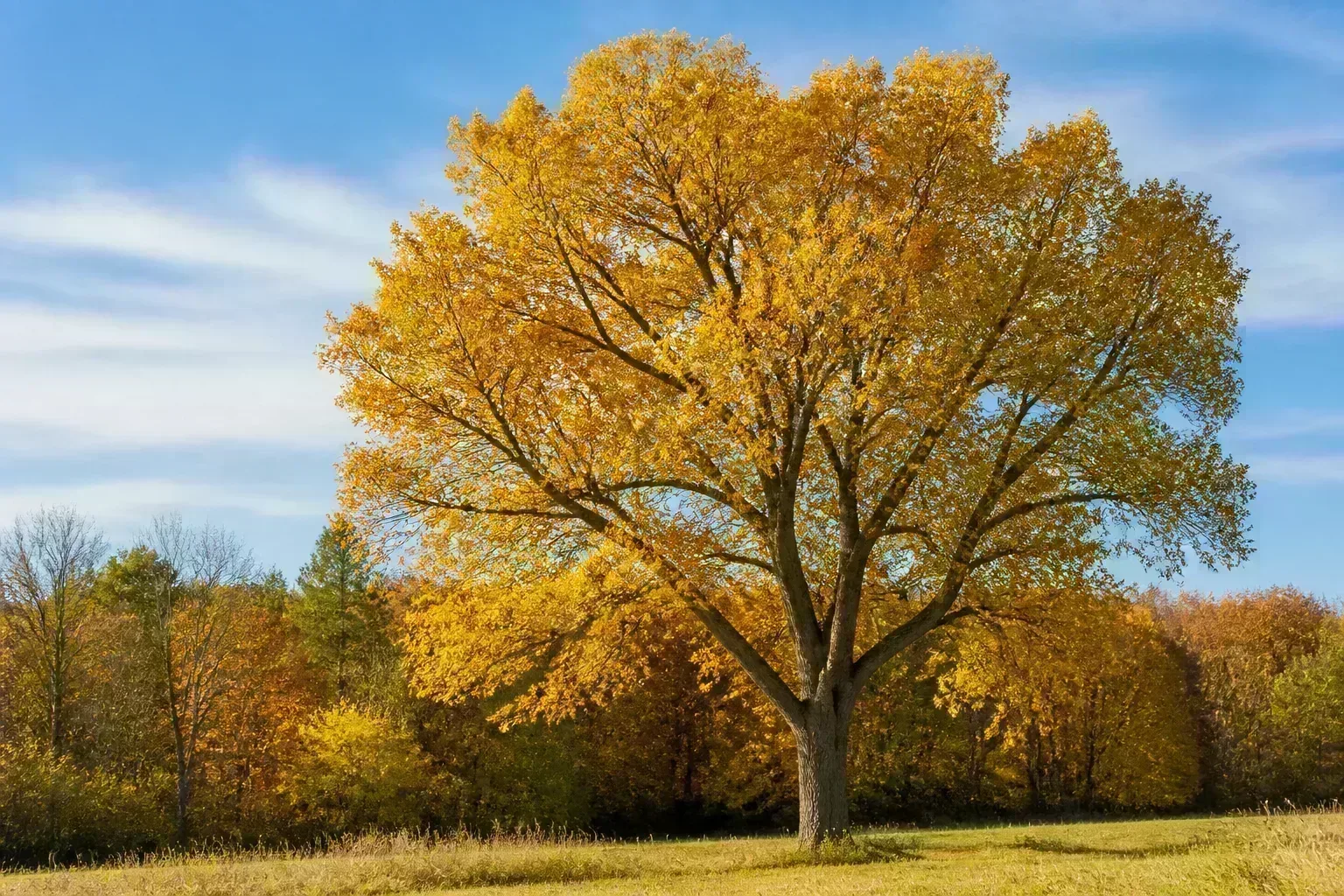 Mature deciduous tree standing in an open yard before removal decisions are made
