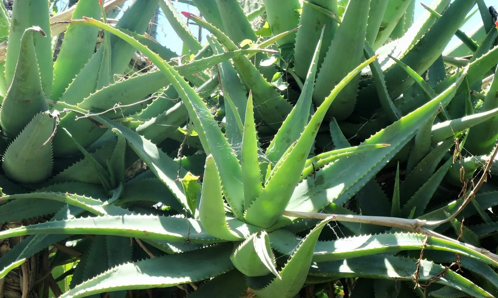 Healthy aloe vera rosette with multiple pups clustered at the base