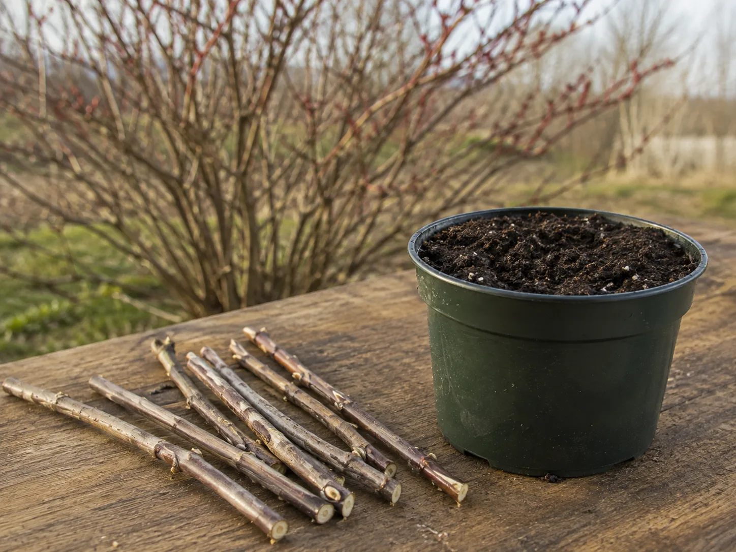 Dormant elderberry cuttings laid beside a pot filled with propagation medium