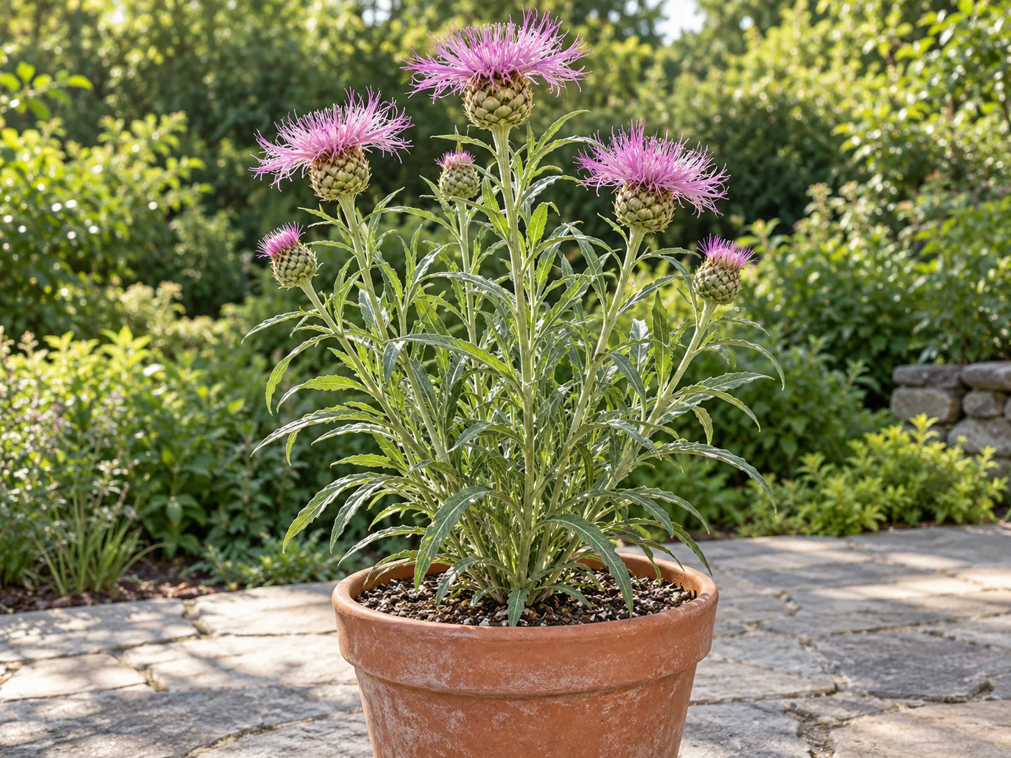 American basketflower growing in a roomy terracotta container on a sunny patio