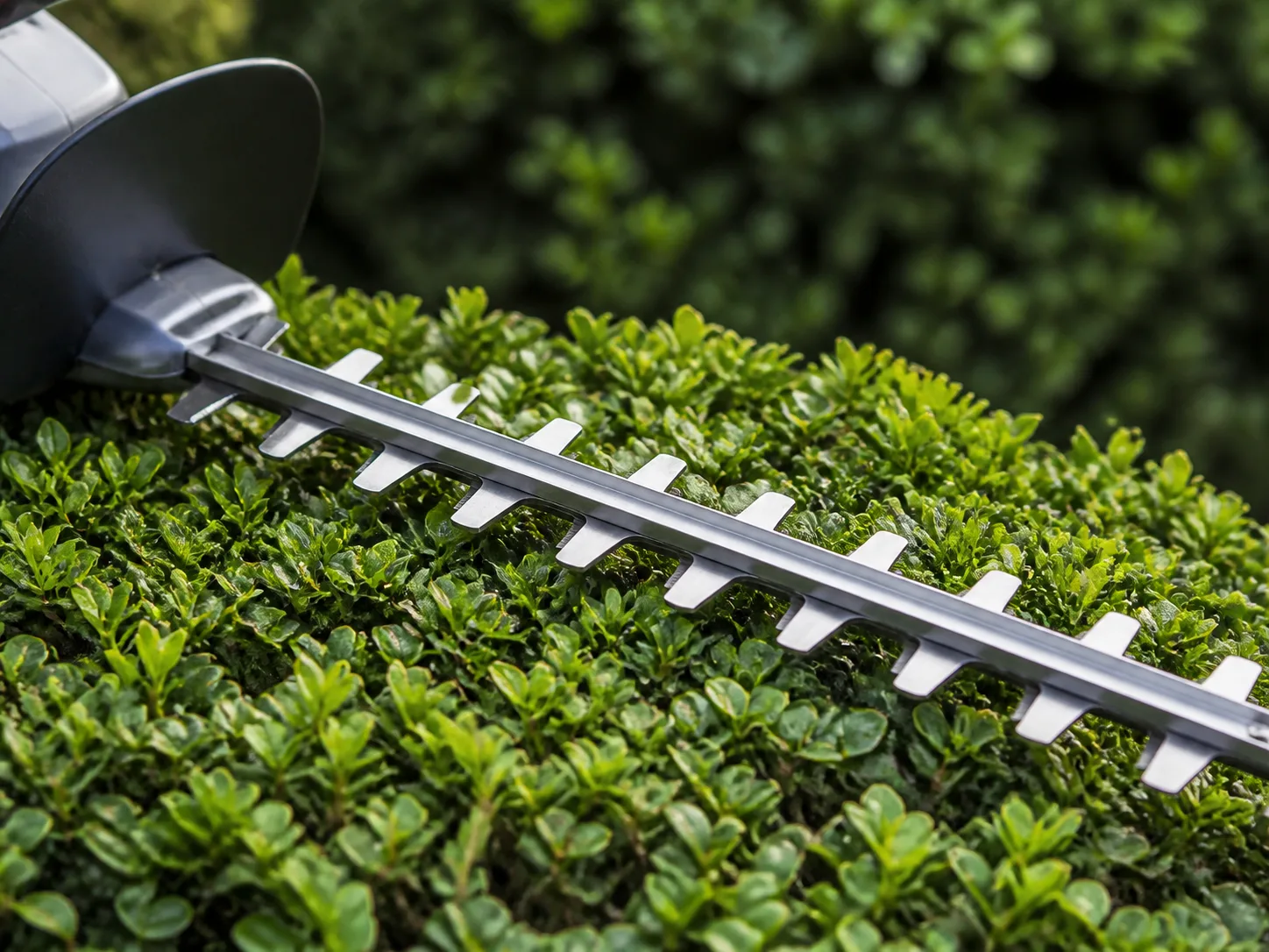 Hedge trimmer blade moving across leafy hedge growth