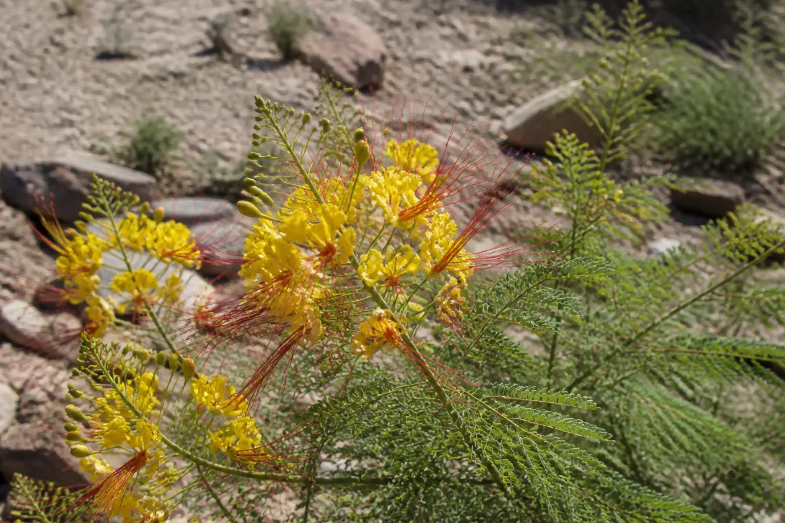 Yellow desert bird of paradise Caesalpinia gilliesii with yellow flowers and red stamens in rocky full-sun garden soil