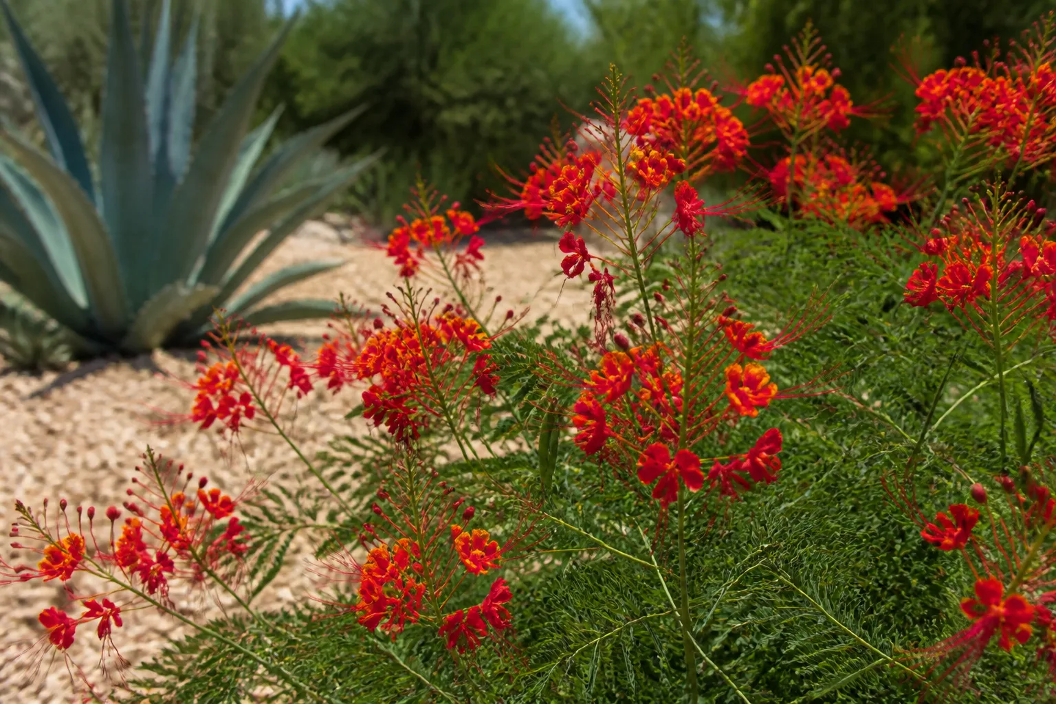 Red bird of paradise Caesalpinia pulcherrima shrub with clustered red-orange flowers in a sunny desert garden