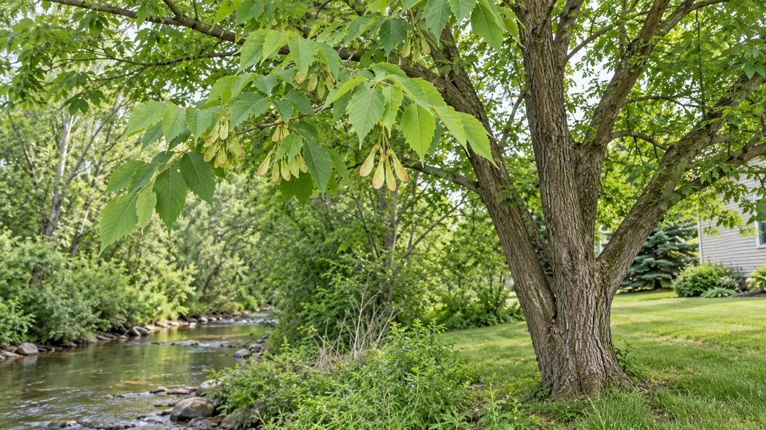 Mature boxelder maple with compound foliage and paired samaras beside a stream