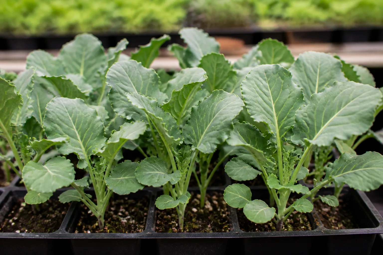 Broccoli seedlings in a tray, showing the young transplant stage of a related brassica