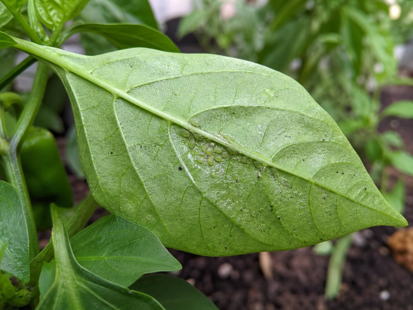 Gardener inspecting pepper leaves for insect damage before choosing a treatment