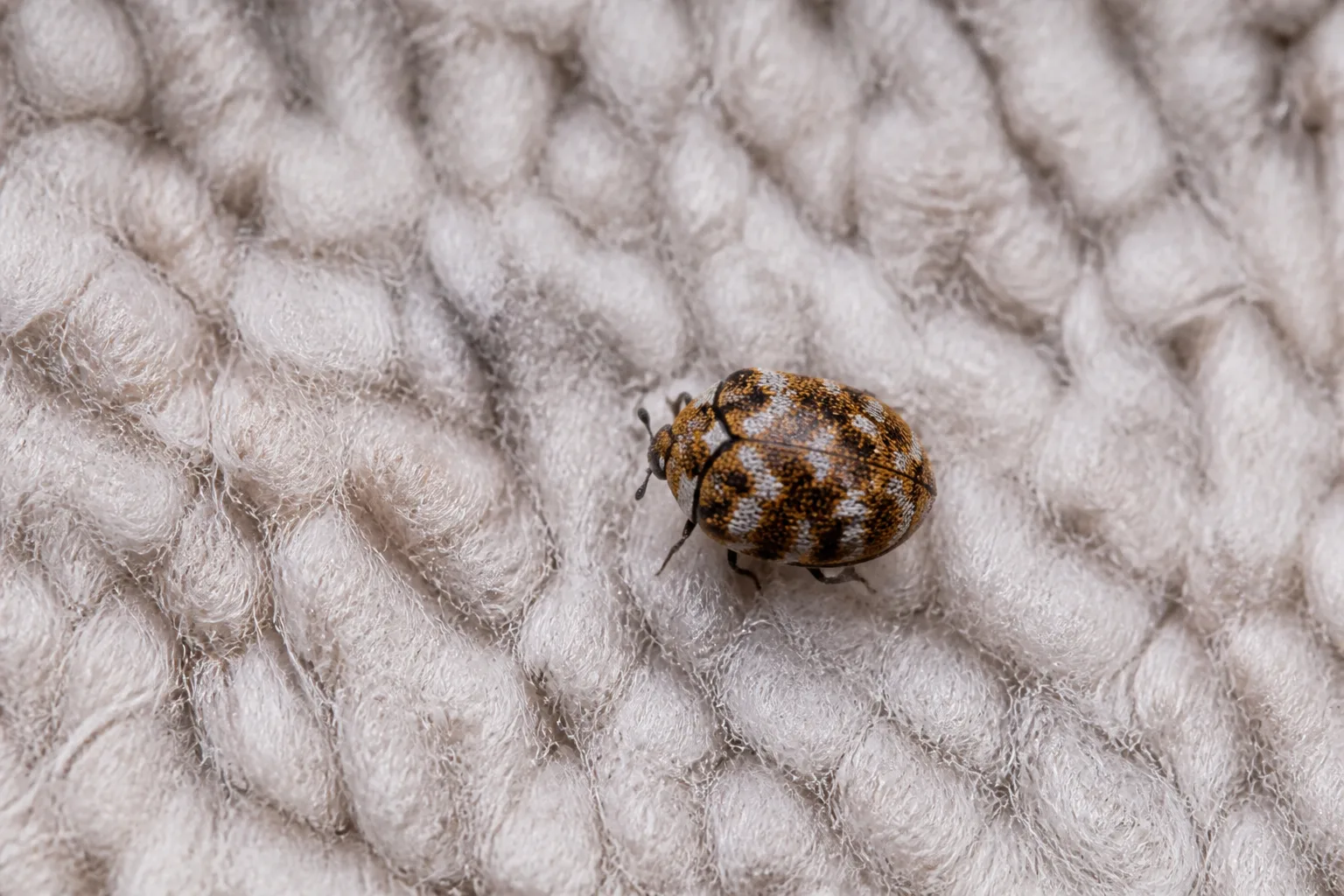 Small oval carpet beetle with black and orange patterned wing covers on fabric