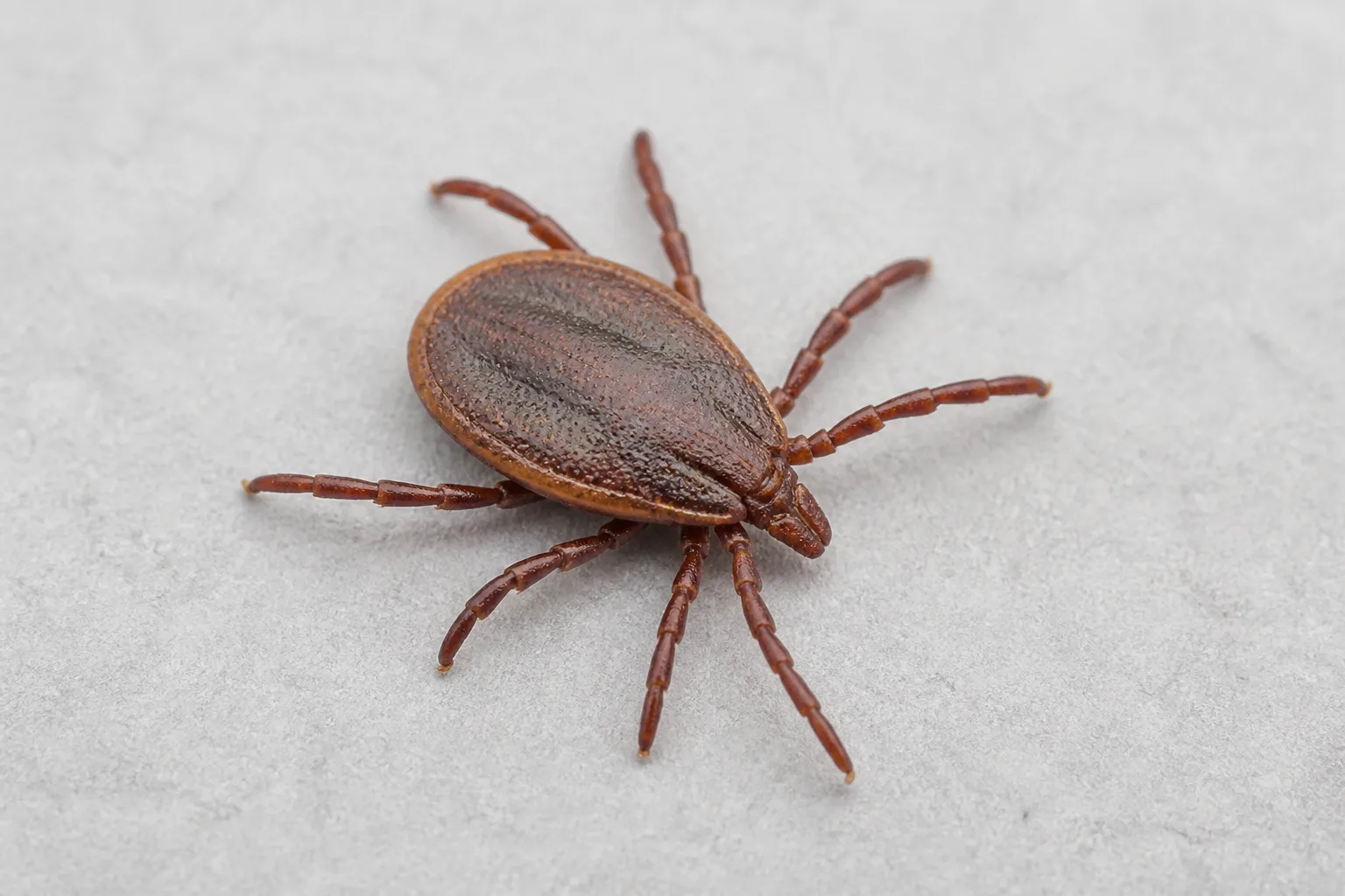 Close-up of a tick on a pale surface for identification before choosing a control method