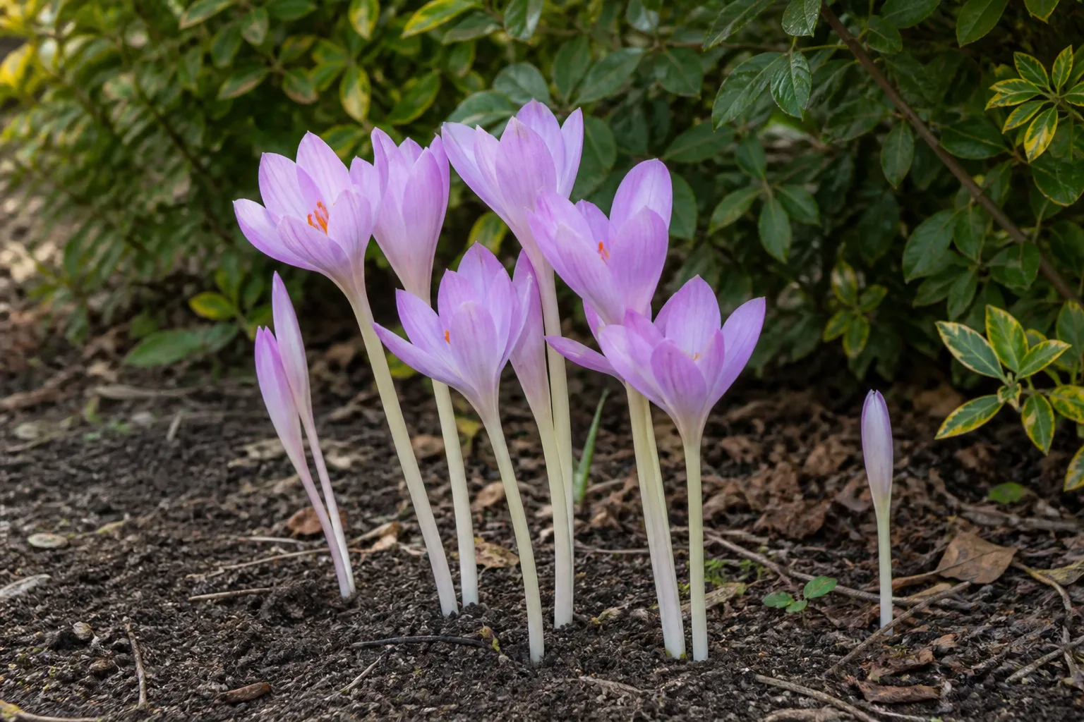 Autumn crocus, a different plant from spring crocus, flowering in a garden bed