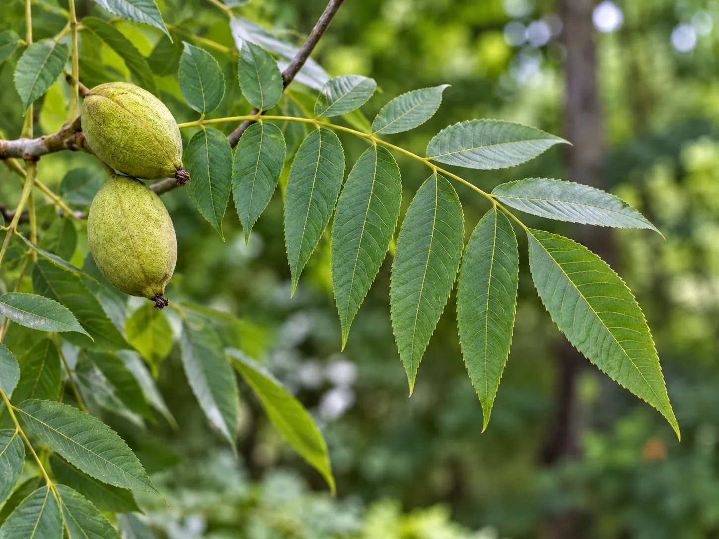 Butternut compound leaf with narrow leaflets beside oval green husked nuts