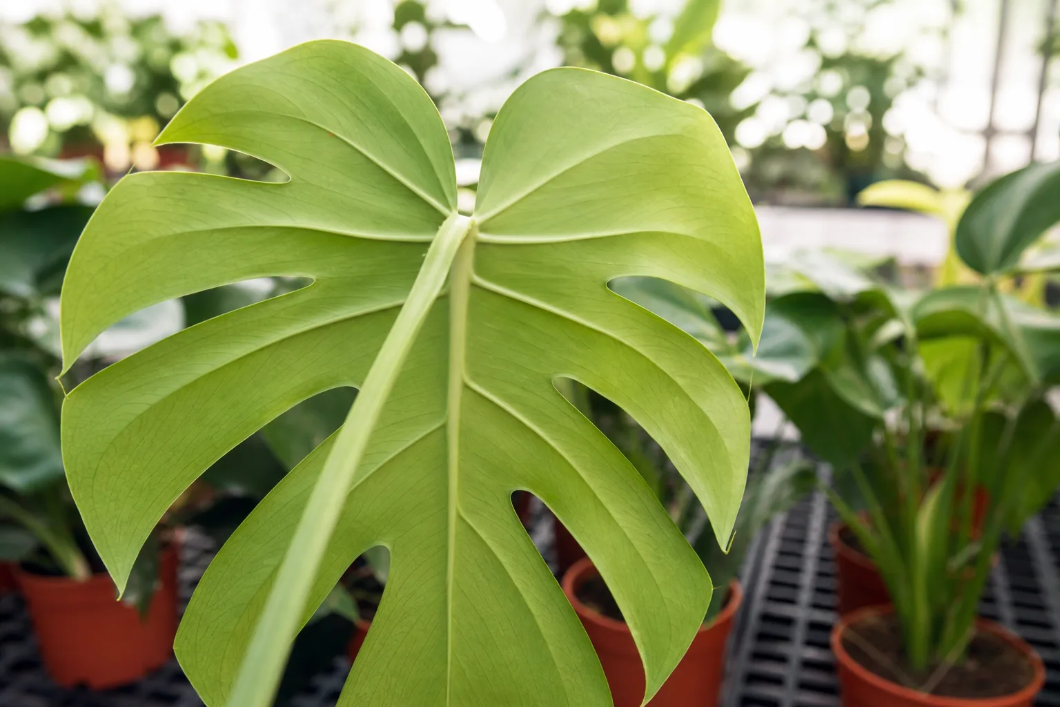 Monstera leaf underside inspection at purchase—check for pests before you pay