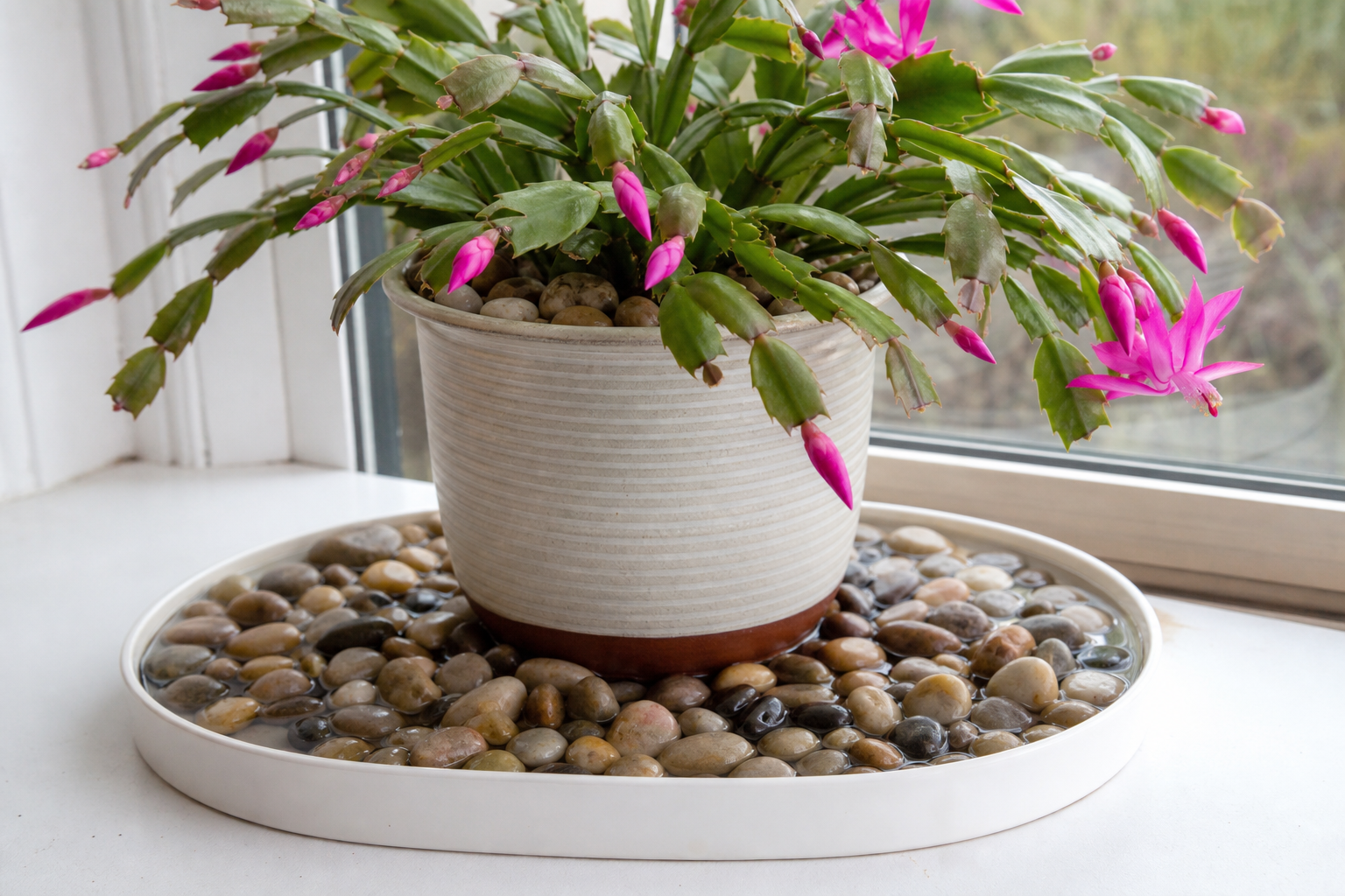 Correct holiday cactus pebble tray setup with pot base clearly above the waterline
