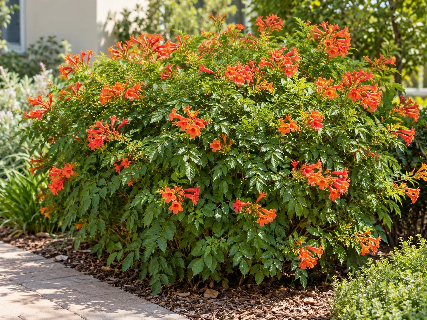 Cape honeysuckle clipped into a dense flowering shrub in a warm garden