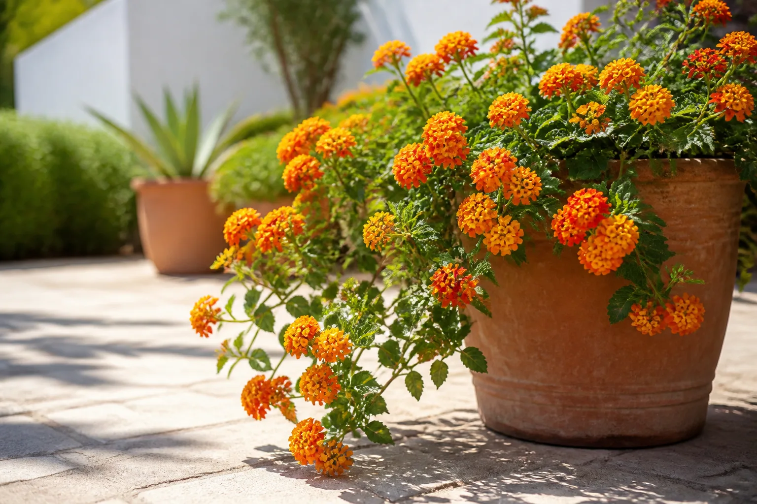 4 Trailing Lantana for 4. trailing lantana