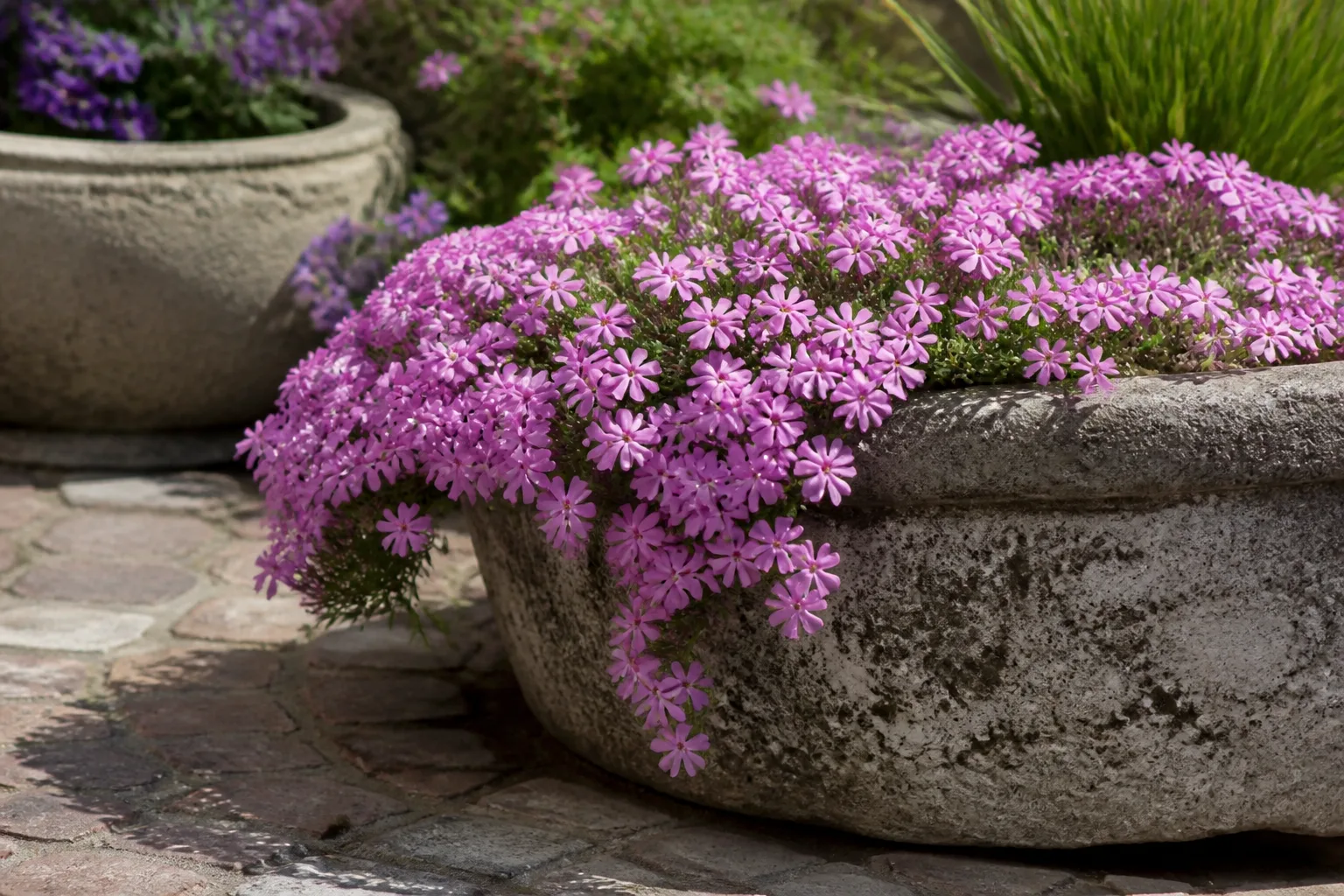 6 Creeping Phlox for 6. creeping phlox