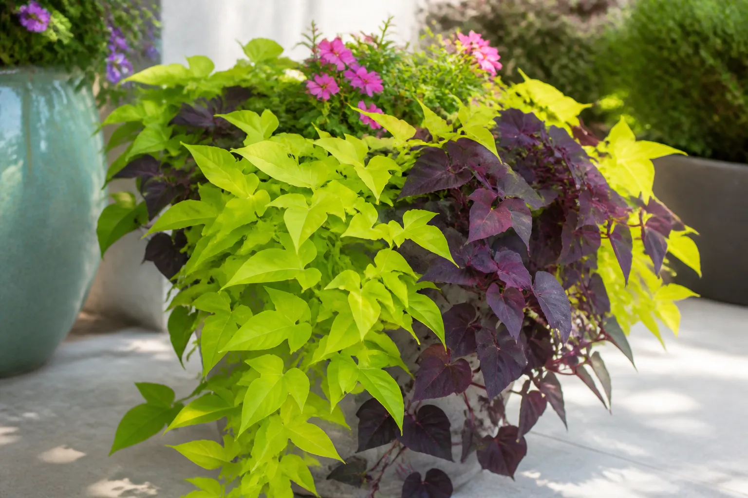 Cascading flowers in a porch container