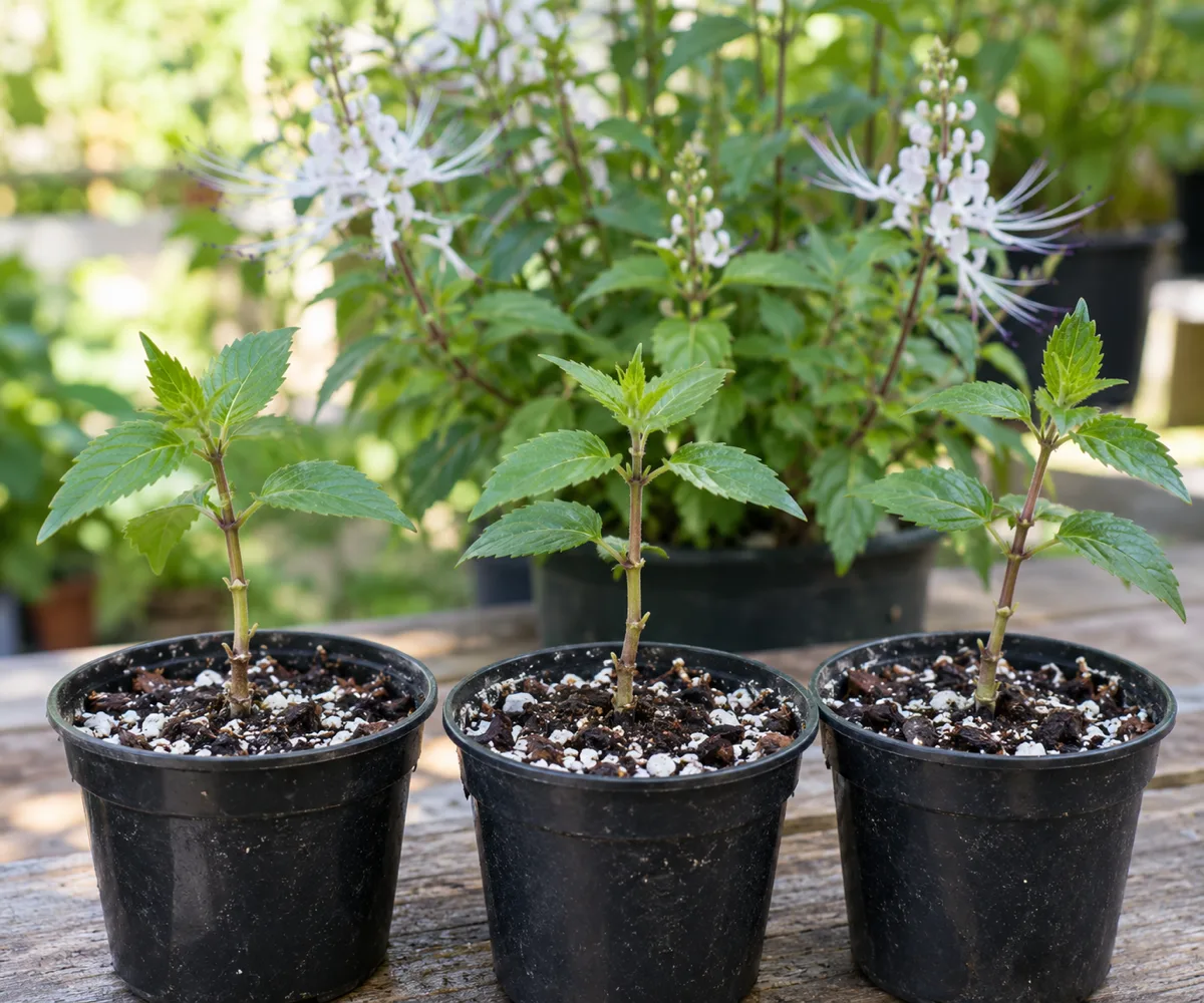 Nonflowering cat whiskers stem cuttings inserted into small pots of airy propagation mix