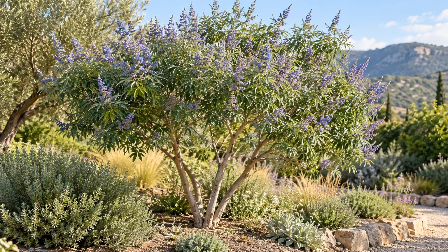 A chaste tree trained with several visible trunks and an open canopy