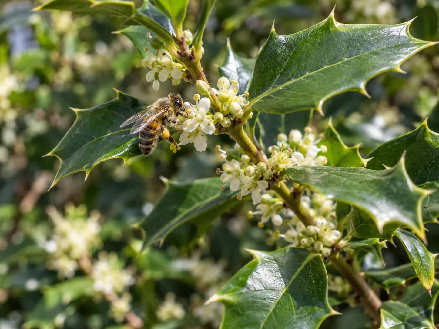 A bee visiting the small flowers of Chinese holly in spring