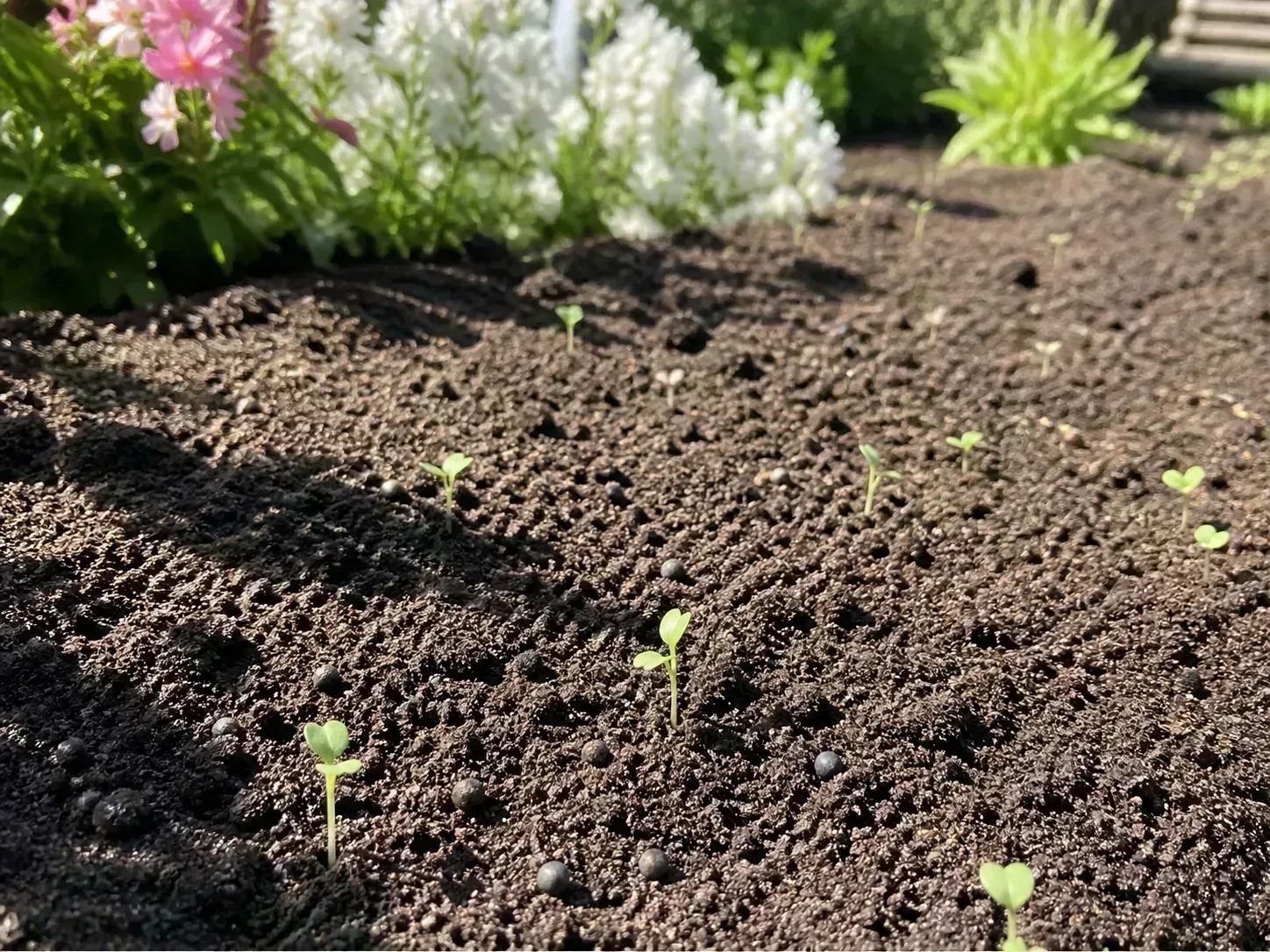 Young cleome seedlings emerging from surface-sown seed in a sunny garden bed
