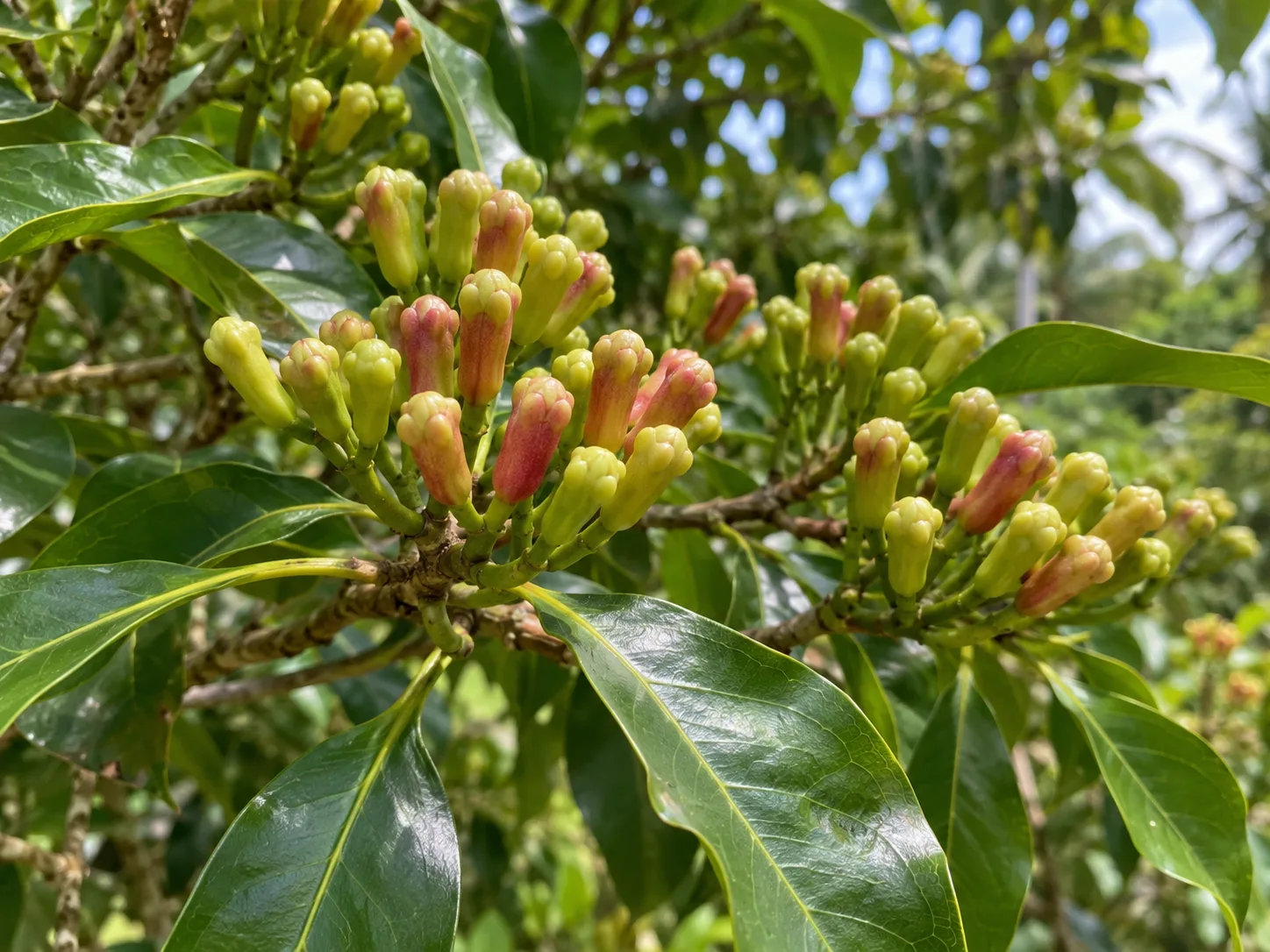 Unopened clove flower buds changing from green to pink before harvest.