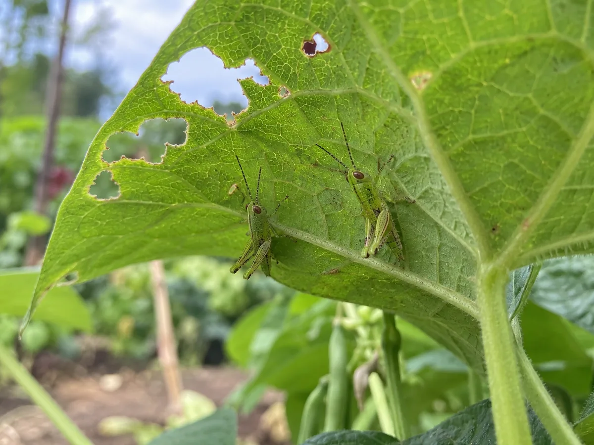 Two small grasshopper nymphs beneath a bean leaf with irregular feeding holes.
