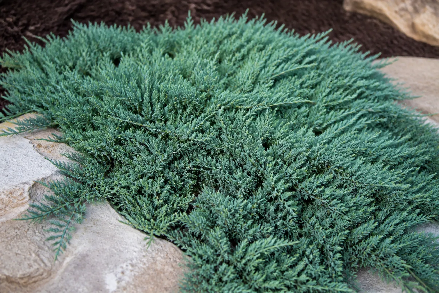 Dense silvery blue Blue Rug juniper foliage spreading around a stone border