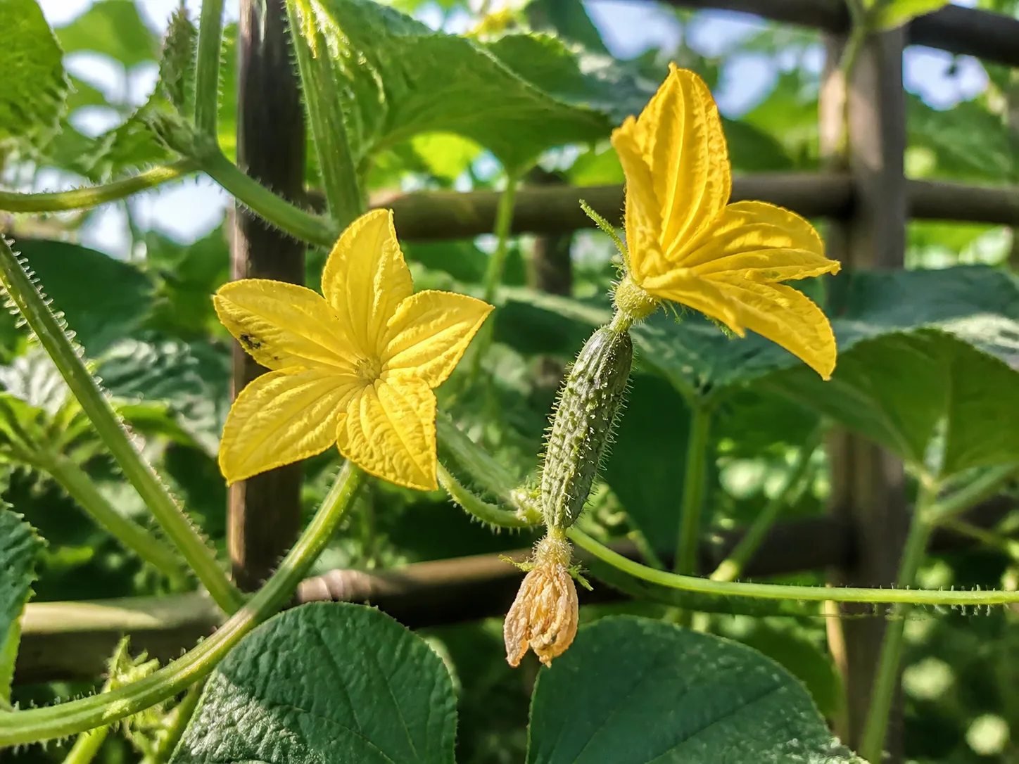 Cucumber flowers and a developing fruit on a supported vine