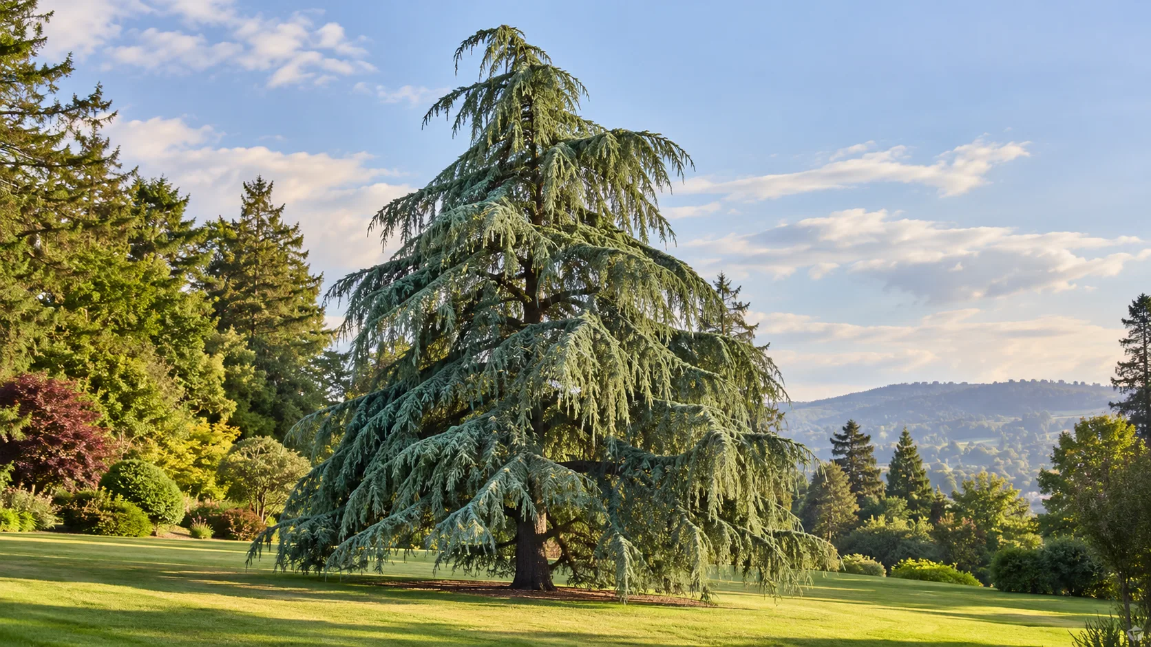 A mature deodar cedar with a broad pyramidal crown and gracefully drooping blue-green branches