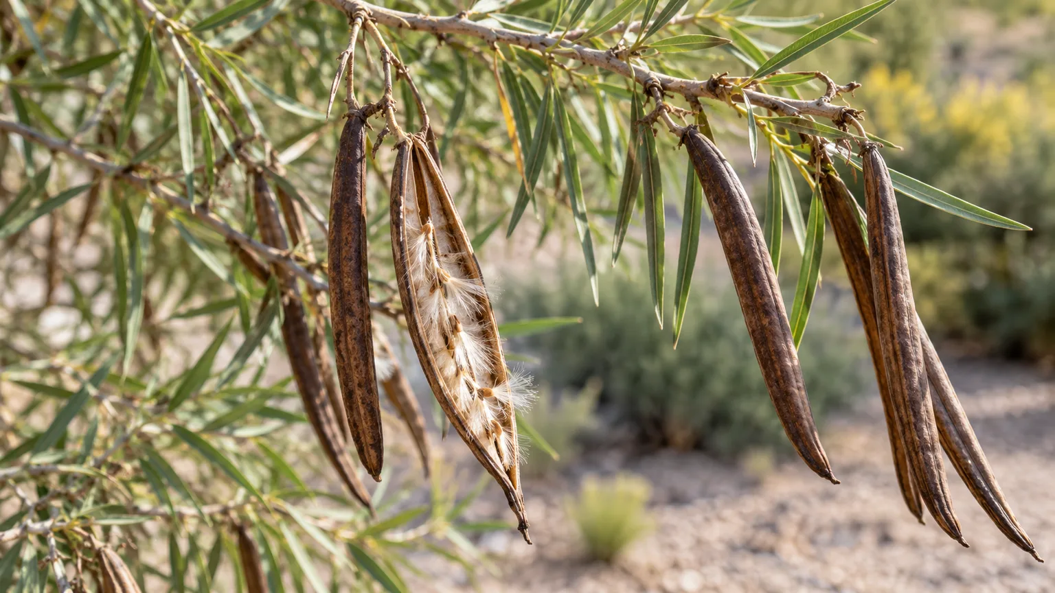 Dry desert willow seed pods split to reveal the fine winged seeds inside