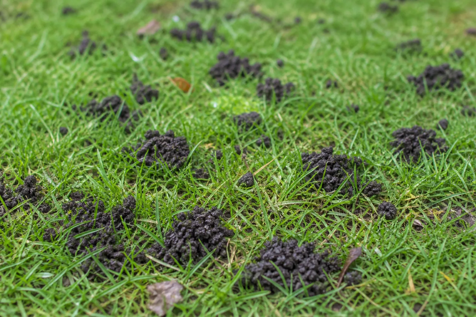 Small dark earthworm casting pellets scattered across a lawn after rain