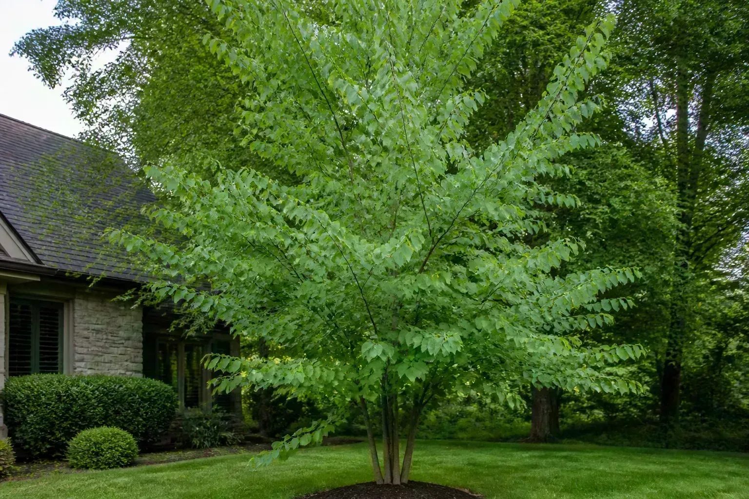 Katsura tree with heart-shaped leaves in a lawn landscape