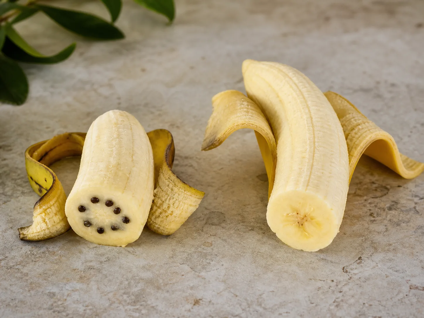 Seeded wild banana compared with a seedless supermarket banana