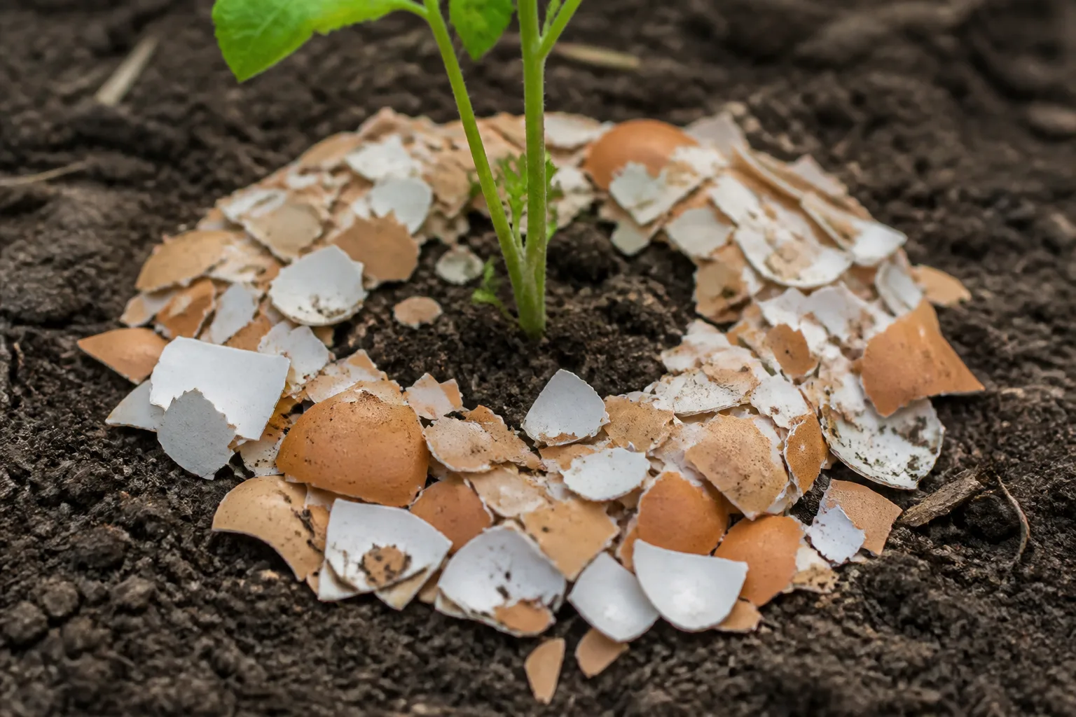 Dry barrier ring of grit material around the base of leafy greens in a raised vegetable garden bed