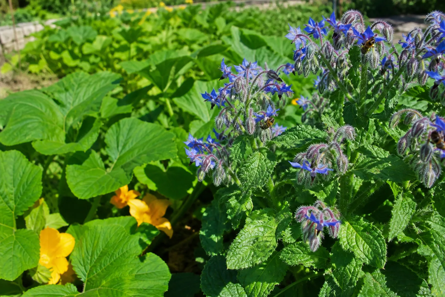 Borage flowers and leaves growing in a sunny, informal garden.