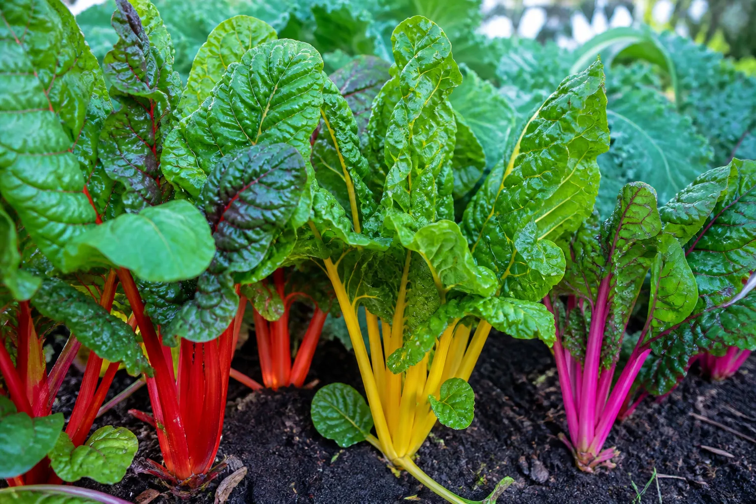Swiss chard with broad green leaves and colorful stems growing in a garden bed