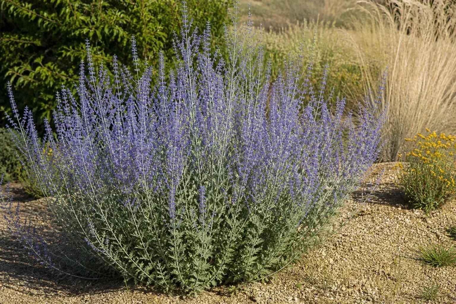 Russian sage with silvery foliage and purple flower spikes in a sunny gravel garden