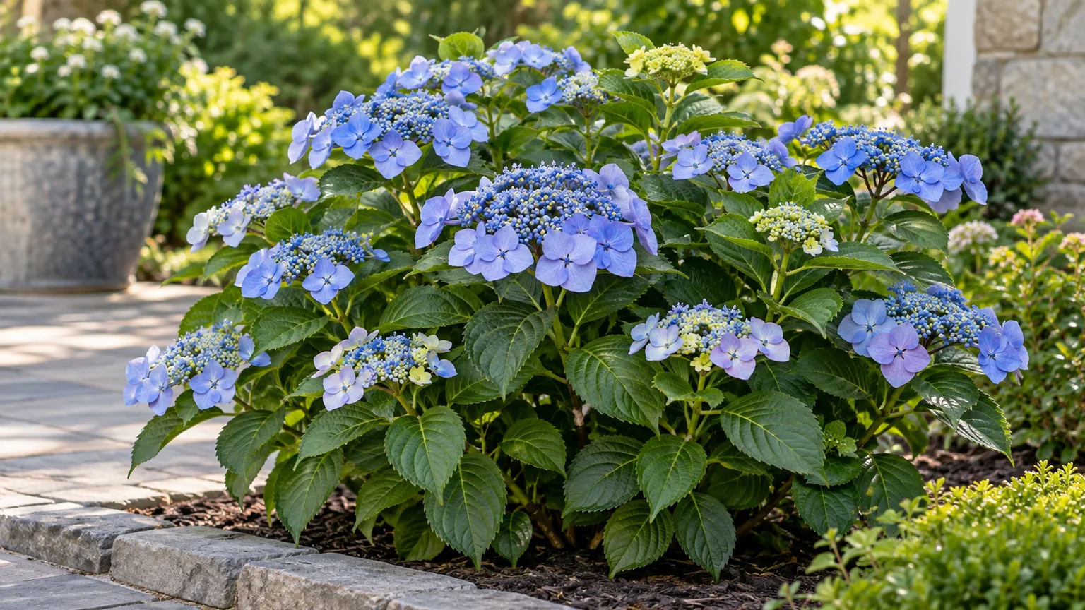 Blue lacecap blooms on a compact Pop Star hydrangea shrub in a shaded garden border
