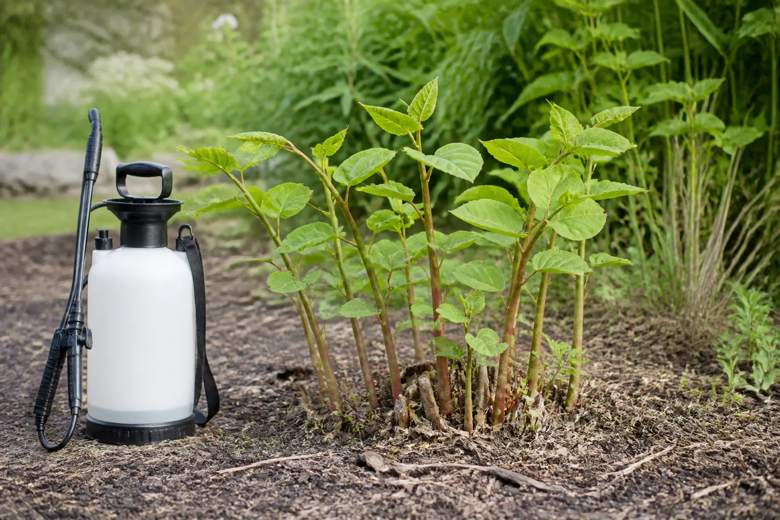 A hand sprayer beside a regrowing weed patch for targeted herbicide treatment