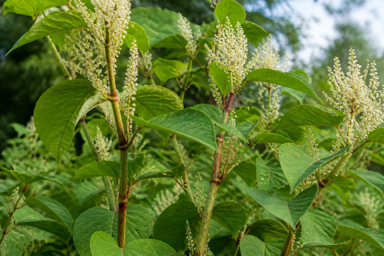Sort the plant by its growth system