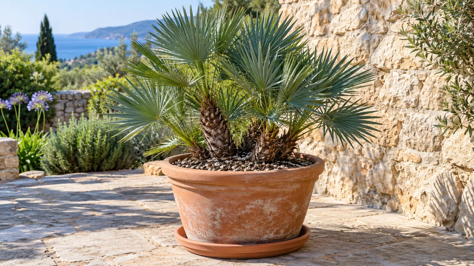 European fan palm growing in a large, draining terracotta container on a sunny stone patio