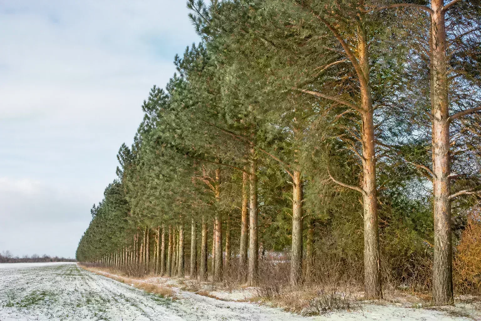 Mature Scots pine with blue-green needles and rugged bark, a classic cold-climate two-needle pine
