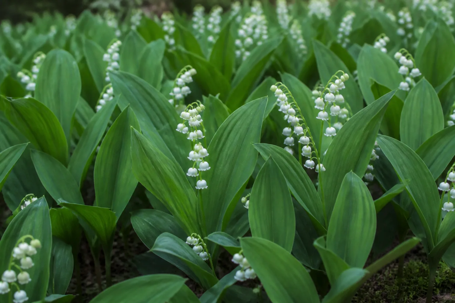Lily of the valley flowering as a shady garden ground cover
