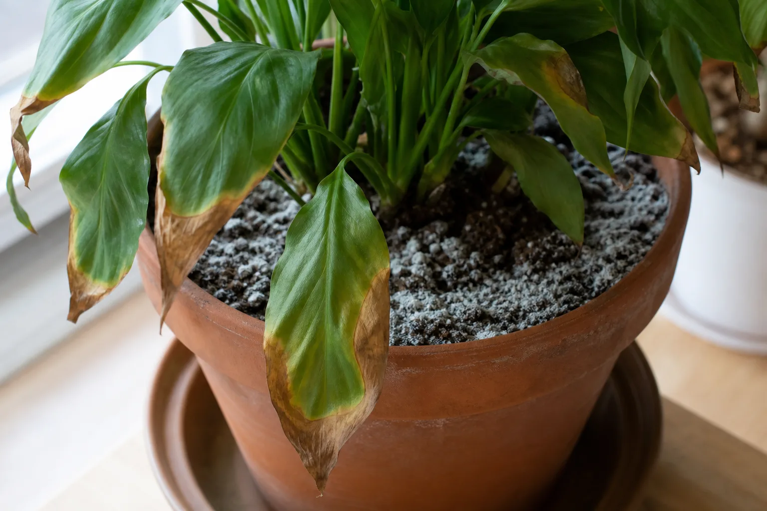 Signs You Re Over Fertilizing for signs you're over-fertilizing
