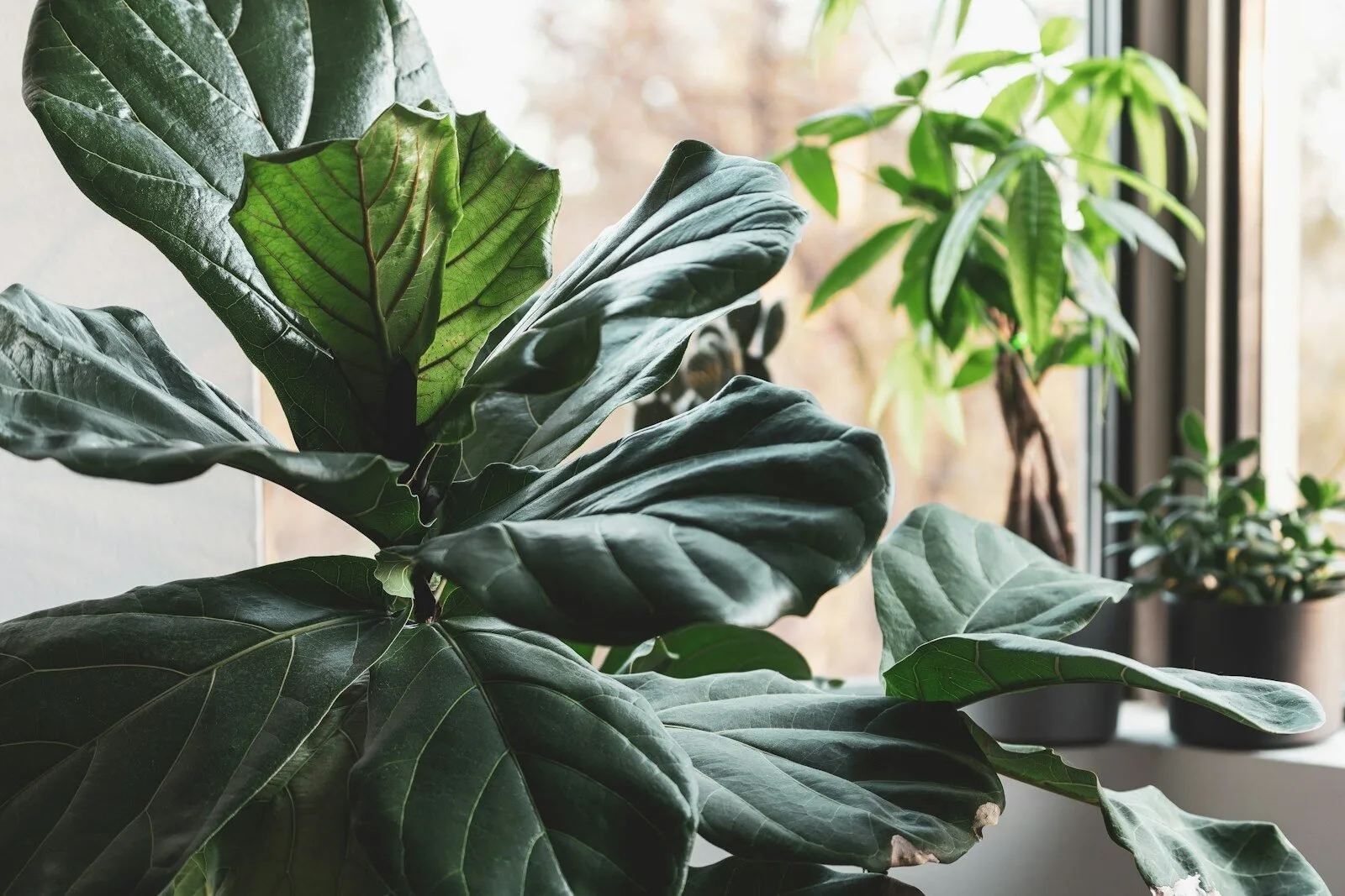 Healthy fiddle leaf fig with large leathery leaves in a bright indoor plant corner