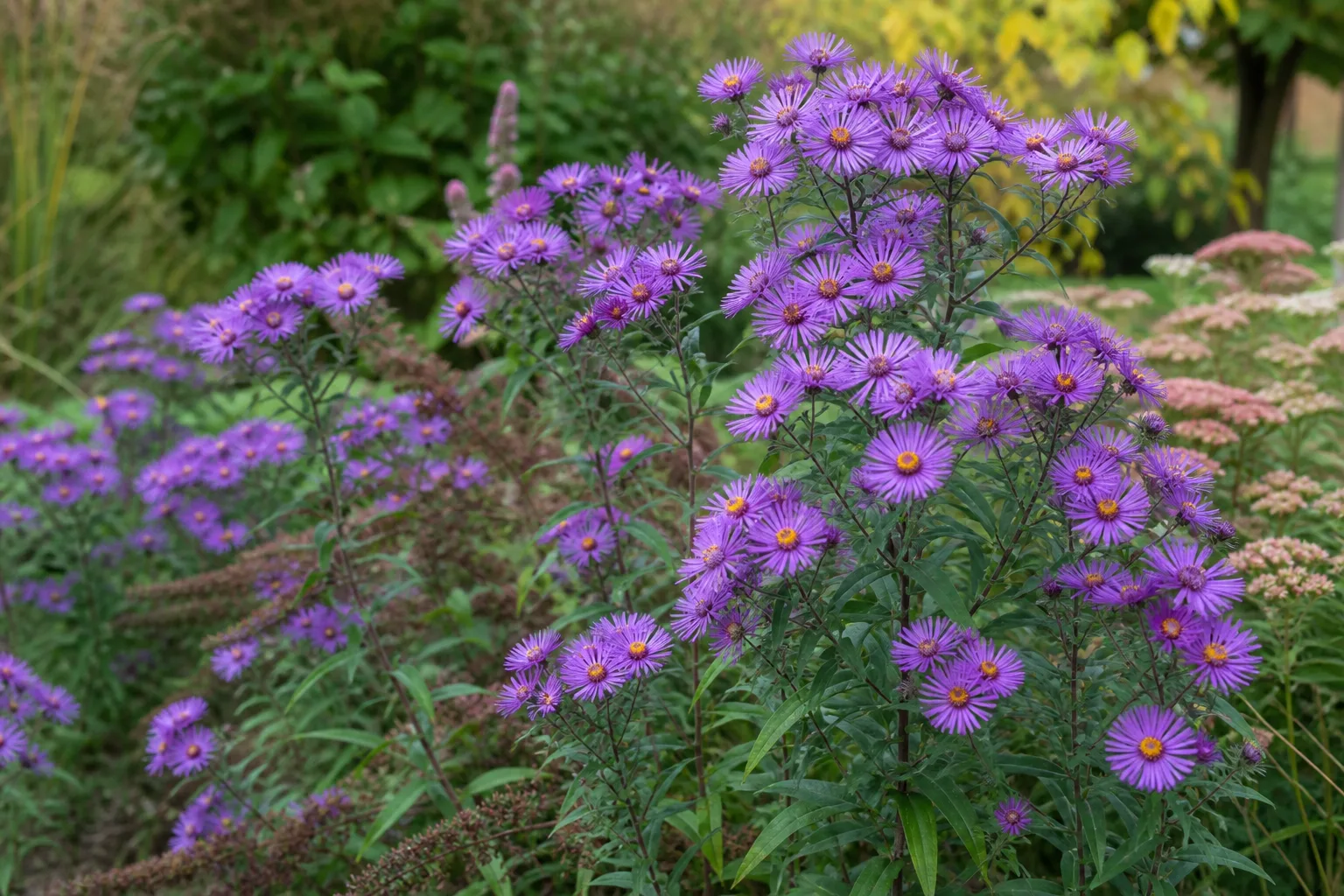 Purple asters blooming in a late-season garden border