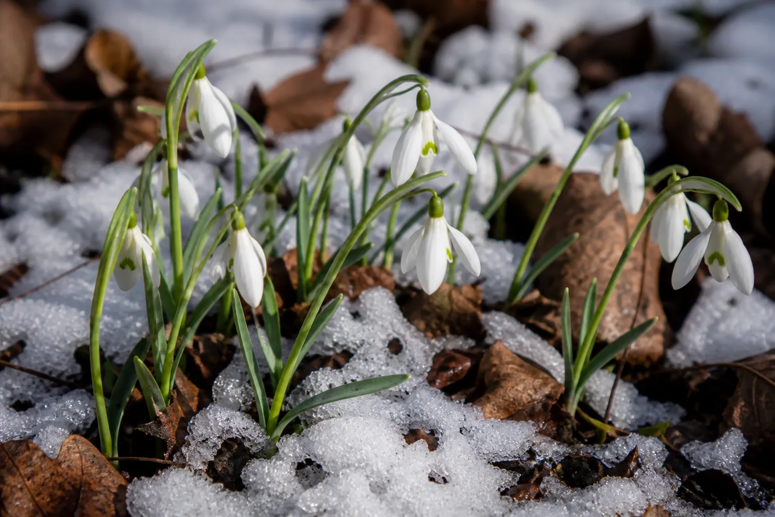 Snowdrops with nodding white bells emerging in a winter garden