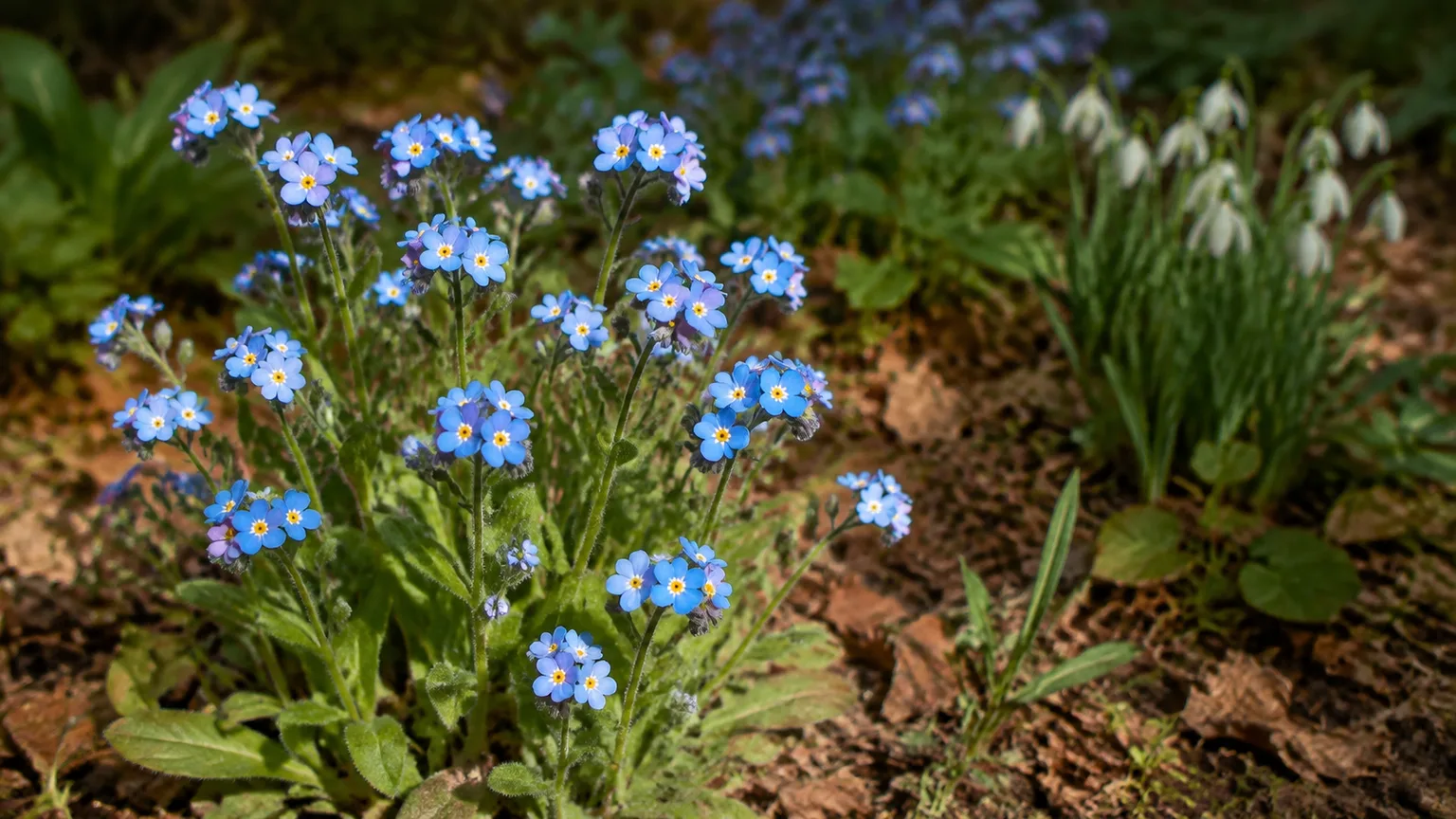 Woodland forget-me-not blooming in dappled shade
