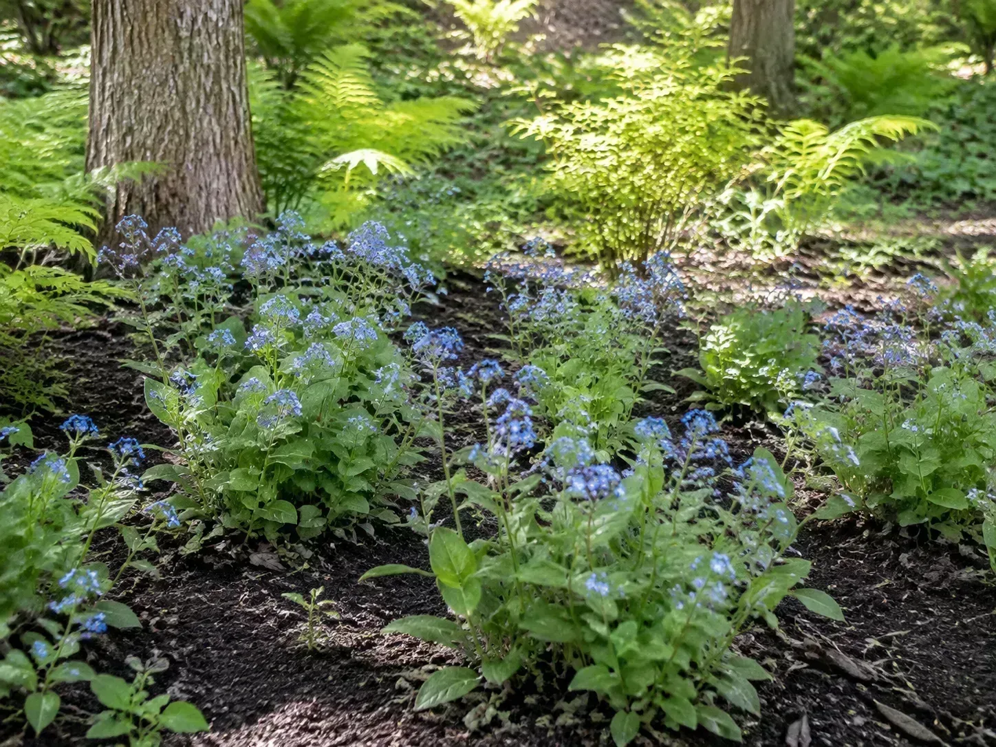 Moist shade garden bed with woodland perennials suited to dappled light