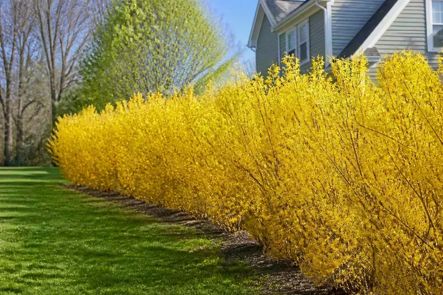 Yellow forsythia blooms on a fast-growing spring flowering hedge